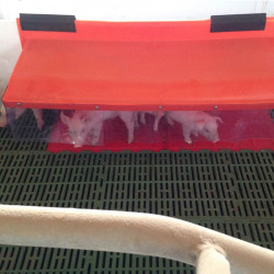 Nidera para lechones individual top naranja