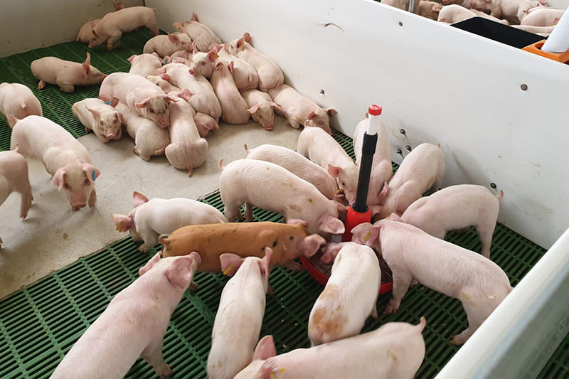 Qué te ofrece Macoga